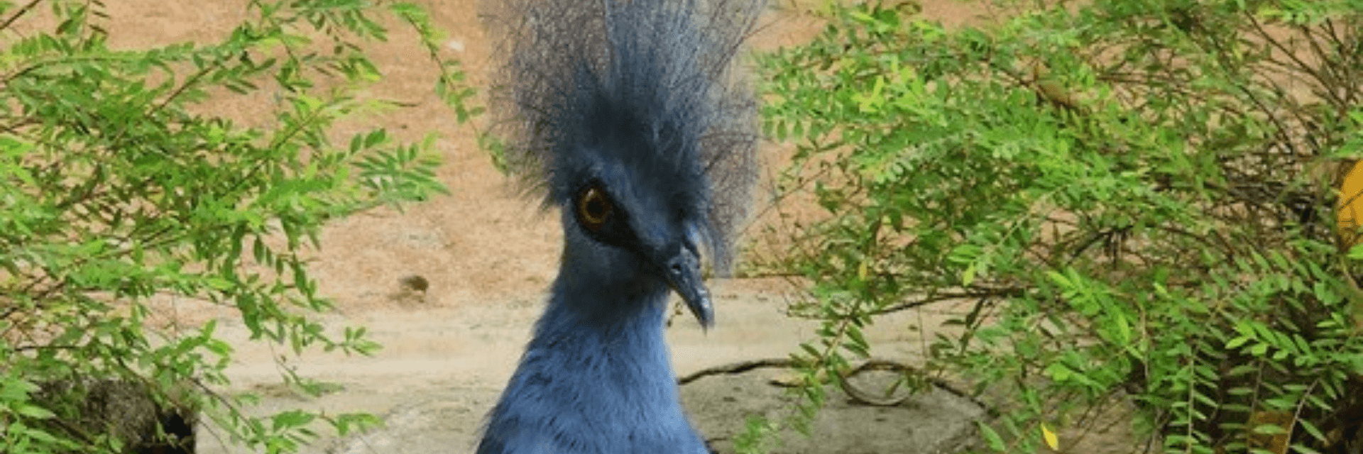 breeding news