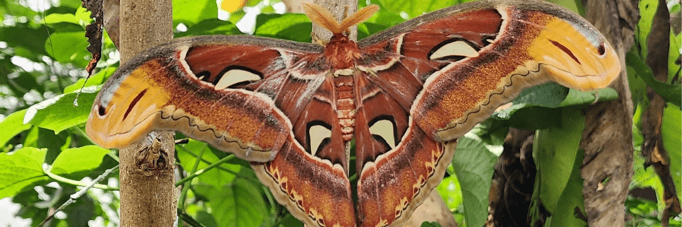 breeding news